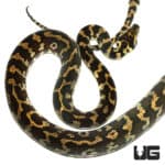 2014 Tiger Darwin Het Albino Carpet Python (Morelia spilota variegata) For Sale - Underground Reptiles