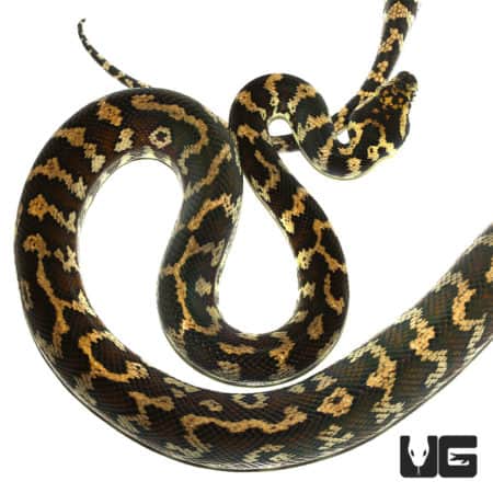 2014 Tiger Darwin Het Albino Carpet Python (Morelia spilota variegata) For Sale - Underground Reptiles