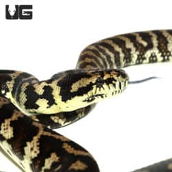 2014 Tiger Darwin Het Albino Carpet Python (Morelia spilota variegata) For Sale - Underground Reptiles