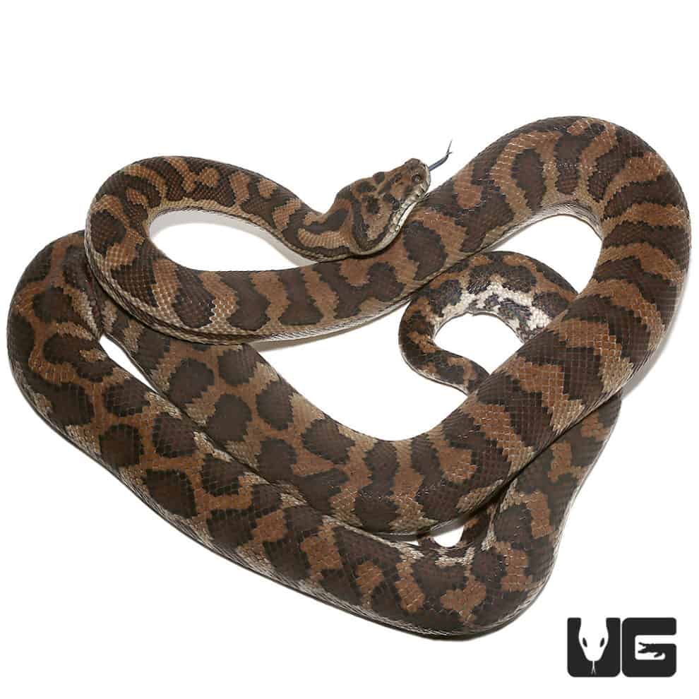 2014 Female Coastal Het Axanthic Carpet Python(Morelia spilota