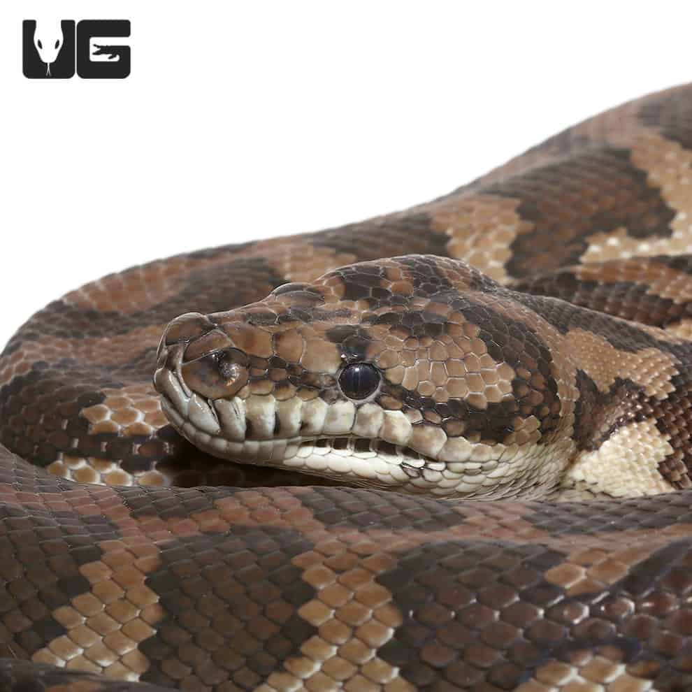 2014 Female Coastal Het Axanthic Carpet Python(Morelia spilota