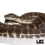 2014 Female Coastal Het Axanthic Carpet Python(Morelia spilota mcdowelli) For Sale - Underground Reptiles