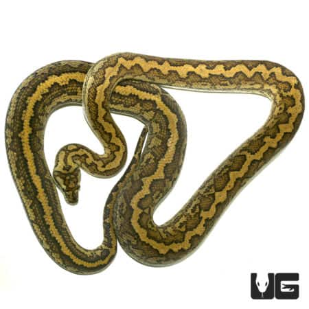 2014 Tiger Coastal Carpet Pythons (Morelia spilota mcdowelli) For Sale - Underground Reptiles