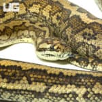 2014 Tiger Coastal Carpet Pythons (Morelia spilota mcdowelli) For Sale - Underground Reptiles