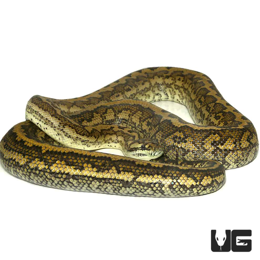 2014 Tiger Coastal Carpet Pythons (Morelia spilota mcdowelli) For Sale ...