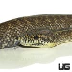 2015 Granite Irian Jaya Carpet Python (Morelia spilota variegata) For Sale - Underground Reptiles