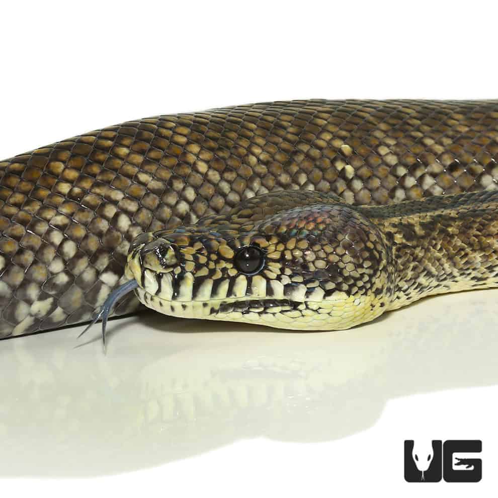 Adult Irian Jaya Carpet Pythons For Sale Underground Reptiles