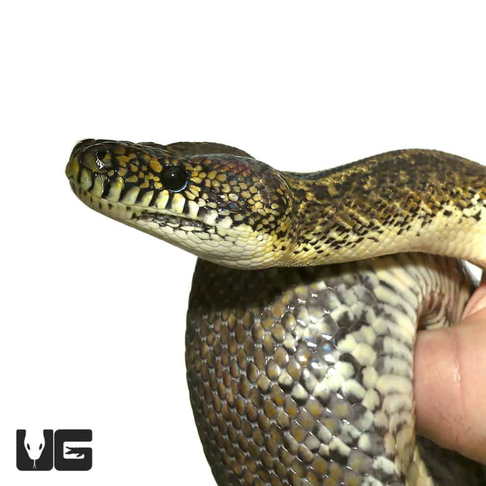 Adult Irian Jaya Carpet Pythons For Sale Underground Reptiles