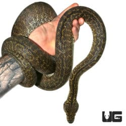 2015 Granite Irian Jaya Carpet Python (Morelia spilota variegata) For Sale - Underground Reptiles