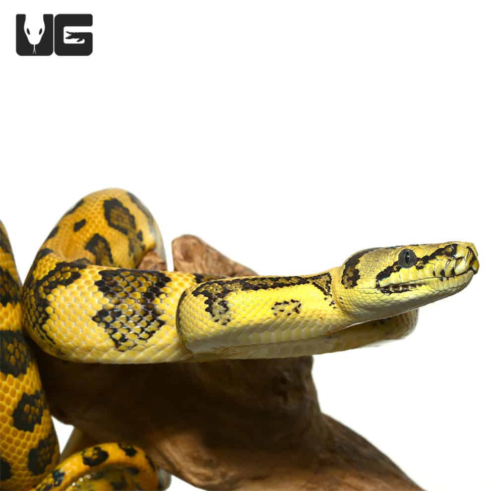 2017 Female Irian Jaya Jungle Jaguar Carpet Python (Morelia spilota