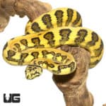 2017 Female Irian Jaya Jungle Jaguar Carpet Python (Morelia spilota variegata) For Sale - Underground Reptiles