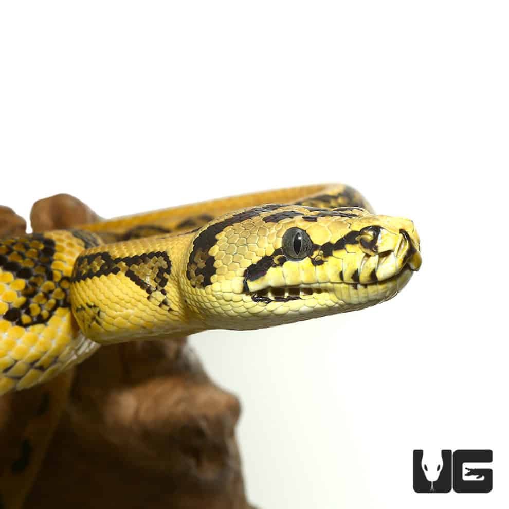 2017 Female Irian Jaya Jungle Jaguar Carpet Python (Morelia spilota ...