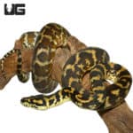 2019 Female Irian Jaya Het Granite Carpet Python (Morelia spilota variegata) For Sale - Underground Reptiles