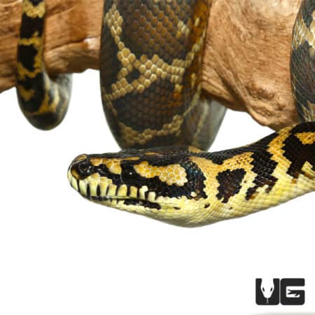 2019 Female Irian Jaya Het Granite Carpet Python (Morelia spilota variegata) For Sale - Underground Reptiles