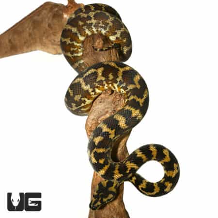2019 Female Irian Jaya Het Granite Carpet Python (Morelia spilota variegata) For Sale - Underground Reptiles