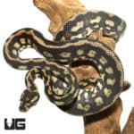 2019 Tiger Darwin Het Albino Carpet Python (Morelia spilota variegata) For Sale - Underground Reptiles
