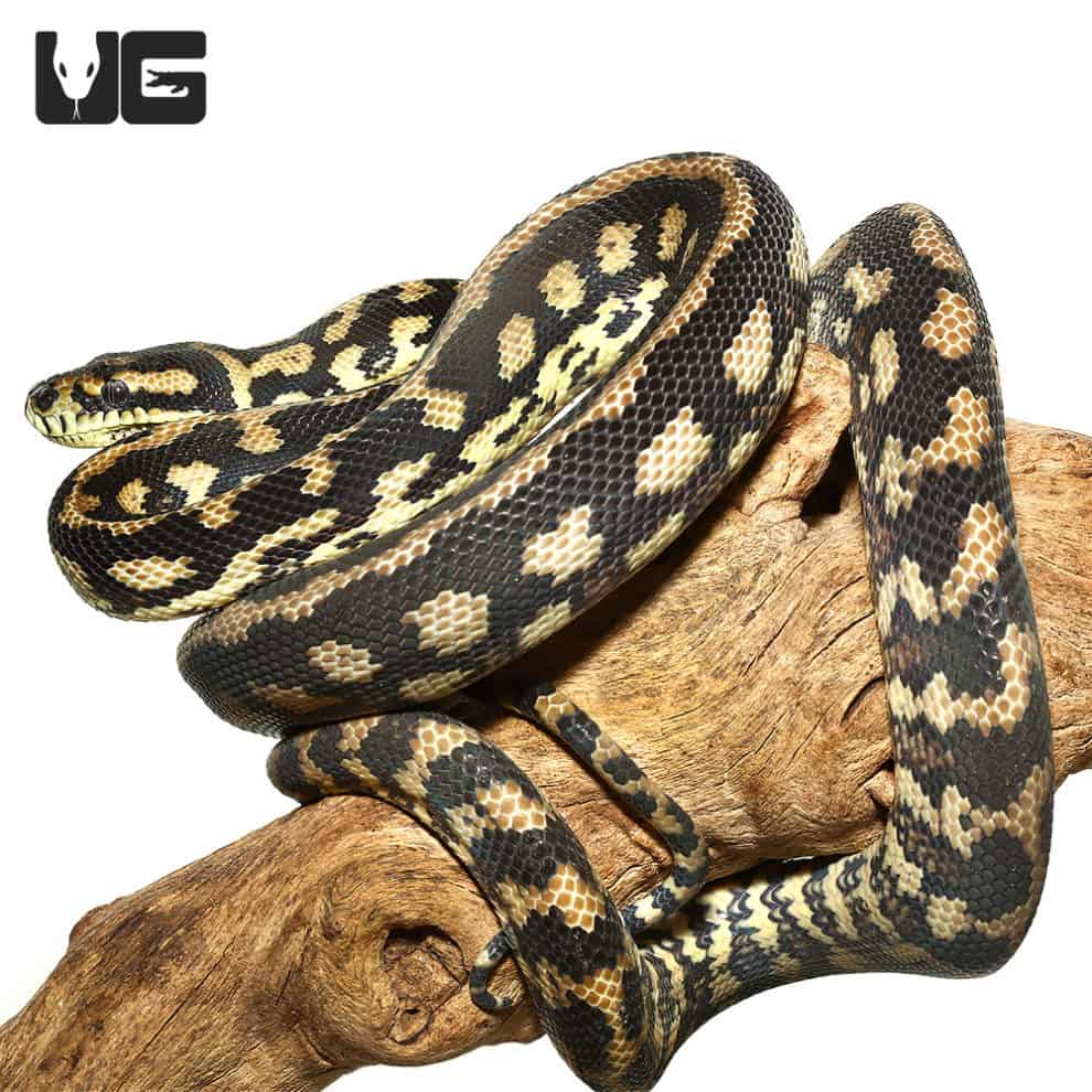 2019 Tiger Darwin Het Albino Carpet Python (Morelia spilota variegata) For Sale Underground