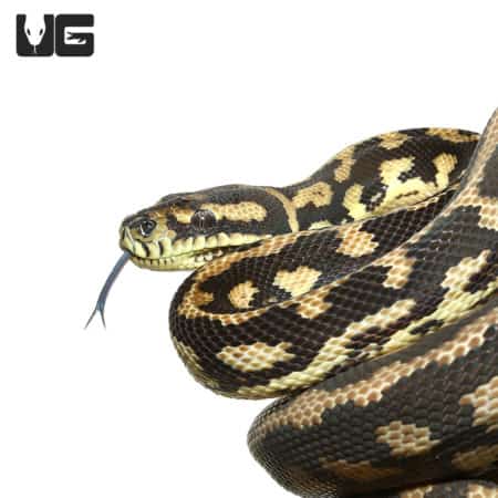 2019 Tiger Darwin Het Albino Carpet Python (Morelia spilota variegata) For Sale - Underground Reptiles