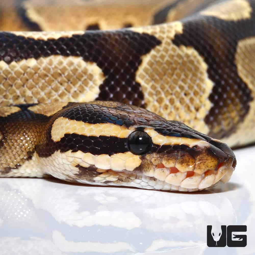 Male 2020 Yellowbelly Disco Ball Python Ball Python (#102) (Python ...