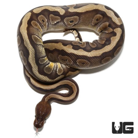 Female 2020 Hidden Gene Woma Mojave (Python regius) For Sale ...