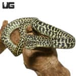 2020 Jungle Zebra Carpet Pythons (Morelia spilota cheynei) For Sale - Underground Reptiles