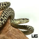 2020 Jungle Zebra Carpet Pythons (Morelia spilota cheynei) For Sale - Underground Reptiles