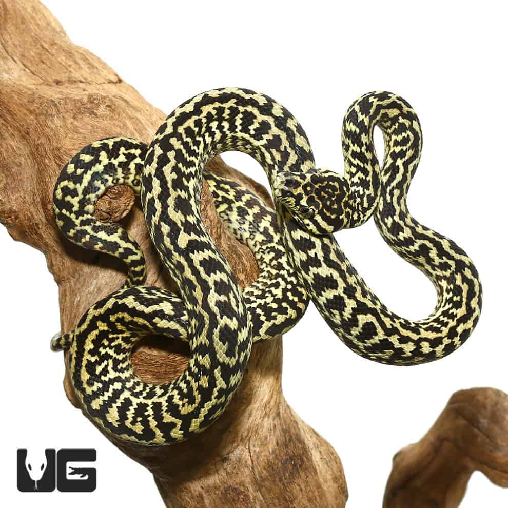 Baby Zebra Jungle Carpet Pythons For Sale Underground Reptiles