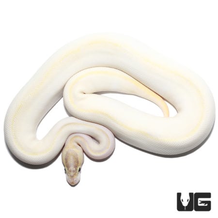 2021 Male Ivory Enchi Het Pied Ball Python (Python regius) For Sale - Underground Reptiles