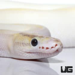 2021 Male Ivory Enchi Het Pied Ball Python (Python regius) For Sale - Underground Reptiles