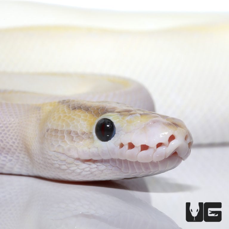 2018 Lavender Albino Spider Ball Python For Sale - Underground Reptiles