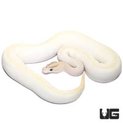 2021 Male Ivory Enchi Het Pied Ball Python (Python regius) For Sale - Underground Reptiles