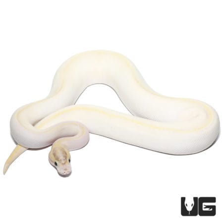 2021 Male Ivory Enchi Het Pied Ball Python (Python regius) For Sale - Underground Reptiles