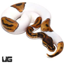 Male 2021 Leopard Pied Ball python
