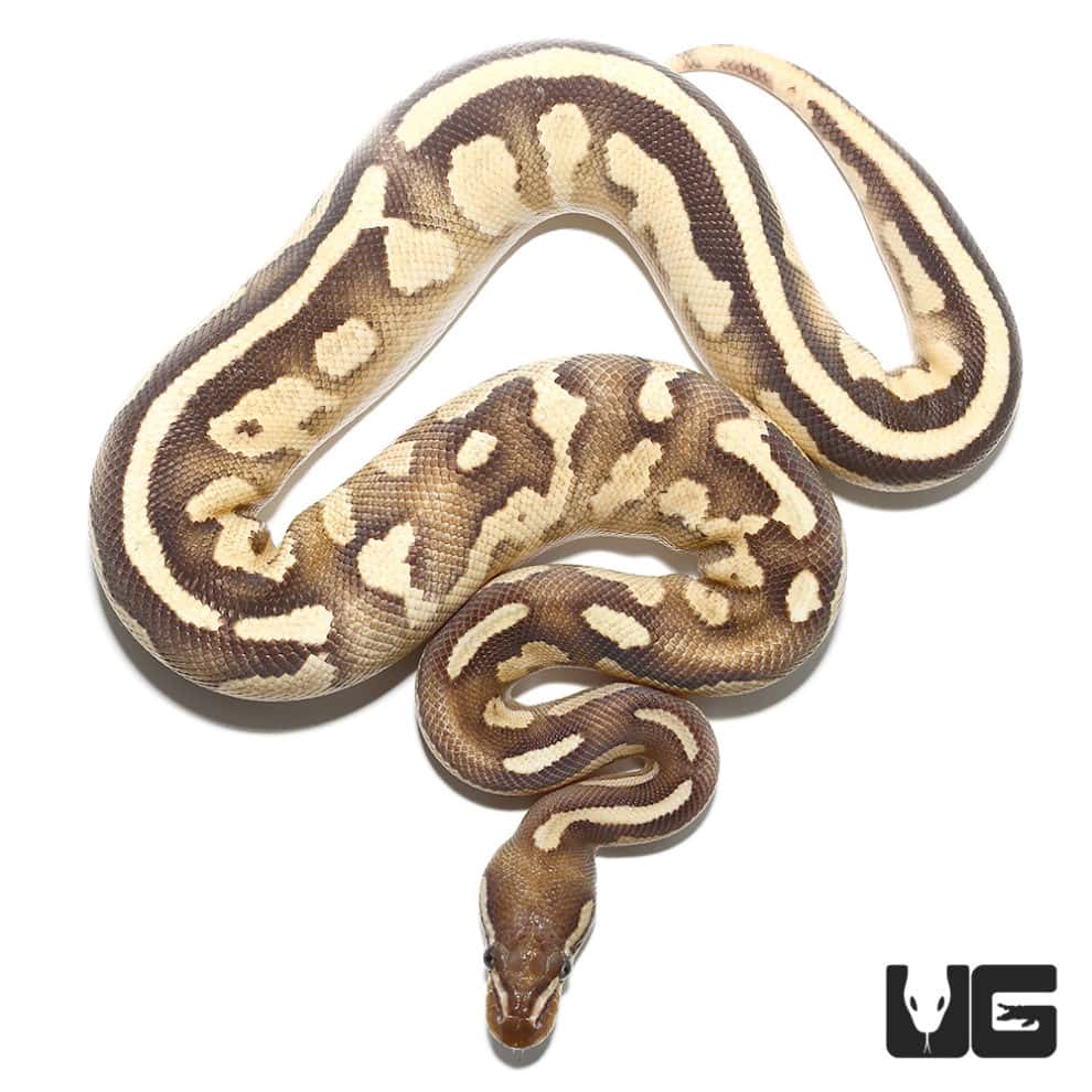 Baby Ball Pythons For Sale - Underground Reptiles