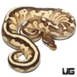 2021 Male Orange Dream Fire Butter Ball Python (Python regius) For Sale - Underground Reptiles