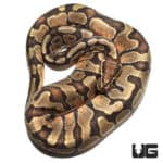 2021 Pastel Enchi Yellowbelly Orange Ghost (Python regius) For Sale - Underground Reptiles