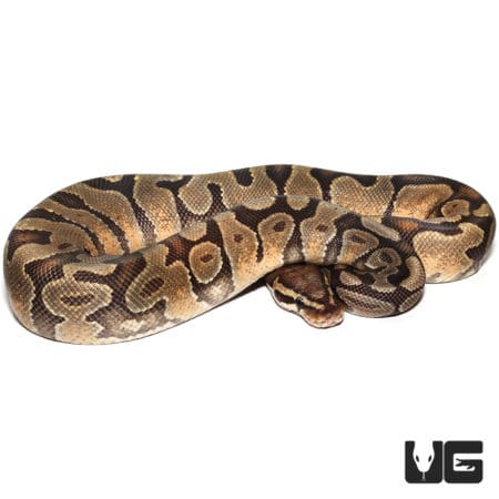 2021 Pastel Enchi Yellowbelly Orange Ghost (Python regius) For Sale - Underground Reptiles
