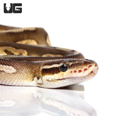 2021 Male Pastel Mojave Huffman Ball Python (Python regius) For Sale - Underground Reptiles