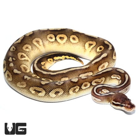 2021 Male Pastel Mojave Huffman Ball Python (Python regius) For Sale - Underground Reptiles