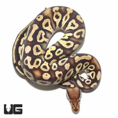 2021 Pastel Phantom Ball Python (Python regius) For Sale - Underground Reptiles