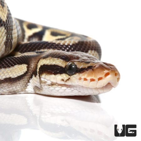 2021 Pastel Phantom Ball Python (Python regius) For Sale - Underground Reptiles