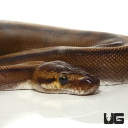 2021 Male Red Stripe Genetic Stripe Ball Python (Python regius) For Sale - Underground Reptiles