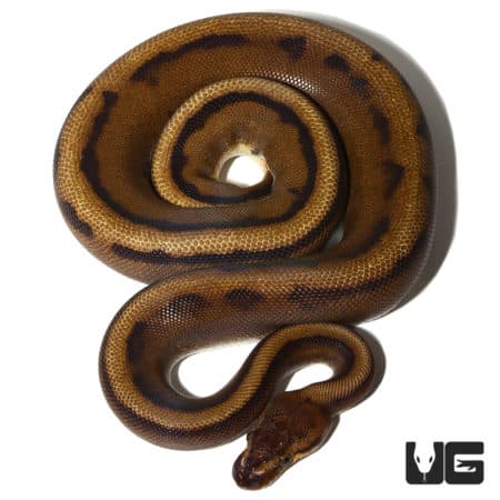 2021 Male Red Stripe Genetic Stripe Ball Python (Python regius) For Sale - Underground Reptiles
