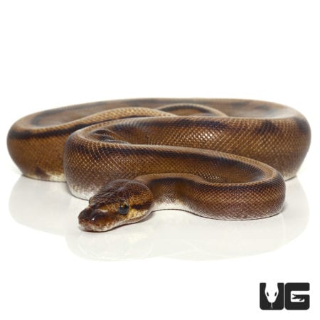 2021 Male Red Stripe Genetic Stripe Ball Python (Python regius) For Sale - Underground Reptiles