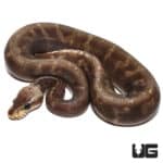 Male 2021 Super GHI Pastel Cinnamon Spider Ball Python (#115)