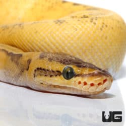 Male 2021 Super pastel Pinstripe Pied Ball Python (#116)