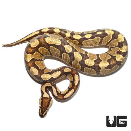 2021 Male Vanilla Enchi Fire Ball Python (Python regius) For Sale - Underground Reptiles