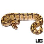 2021 Male Vanilla Enchi Fire Ball Python (Python regius) For Sale - Underground Reptiles