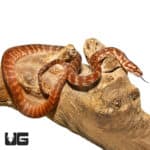 Baby Irian Jaya Jaguar Carpet Pythons (Morelia spilota variegata) For Sale - Underground Reptiles