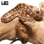 Baby Irian Jaya x Coastal Carpet Python (Morelia spilota variegata x mcdowelli) For Sale - Underground Reptiles